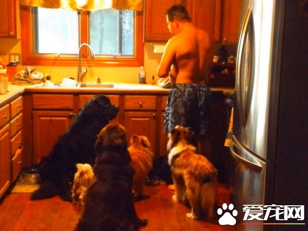 多宠家庭是怎样的光景？一起看看他们的热闹生活