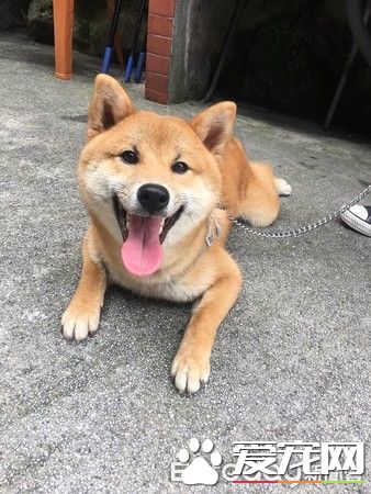 超可爱狗狗 被阿嬷溺宠舍身陪睡地板