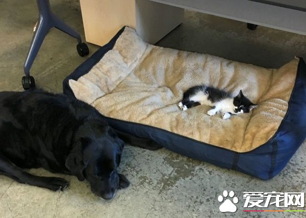 超霸气的助理猫咪 给狗狗上课成为狗狗班长