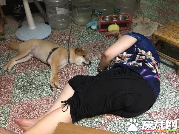 超可爱狗狗 被阿嬷溺宠舍身陪睡地板
