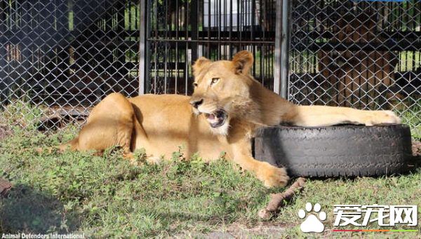 马戏团狮子被不人道对待 获救后开心渐露自然天性