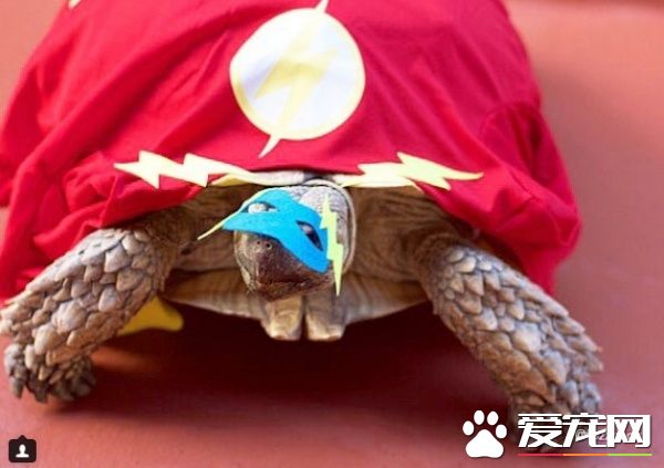 受欺负的小乌龟被收编后 遇见一辈子的友谊