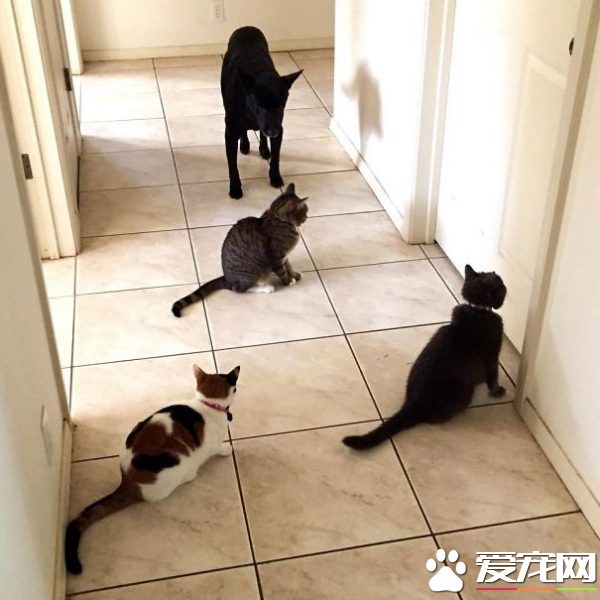 多宠家庭是怎样的光景？一起看看他们的热闹生活