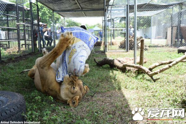 马戏团狮子被不人道对待 获救后开心渐露自然天性