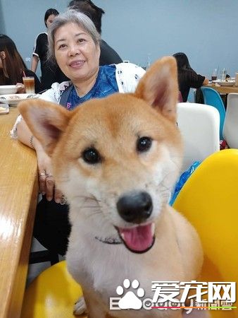 超可爱狗狗 被阿嬷溺宠舍身陪睡地板