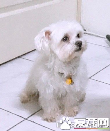 戏精狗狗戏看太多 自学会剑砍装死桥段