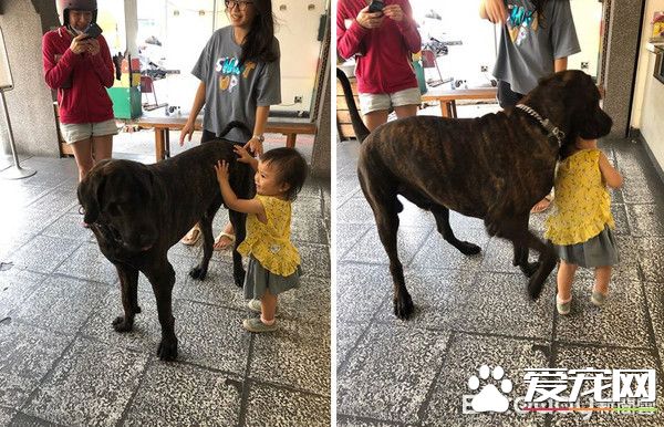 狗狗偷吃被训话 一脸超无辜硬挤泪珠