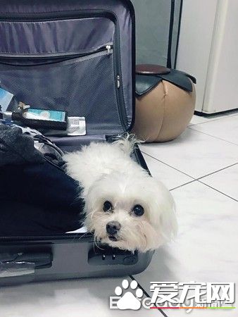 戏精狗狗戏看太多 自学会剑砍装死桥段