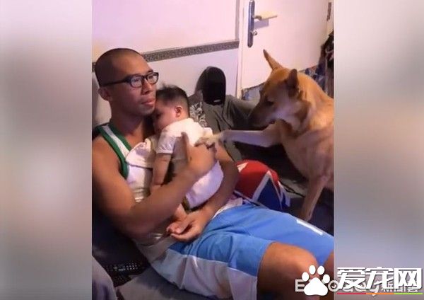 超温馨！怀孕养宠没问题 狗姐姐暖心爱宝宝