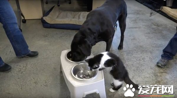 超霸气的助理猫咪 给狗狗上课成为狗狗班长