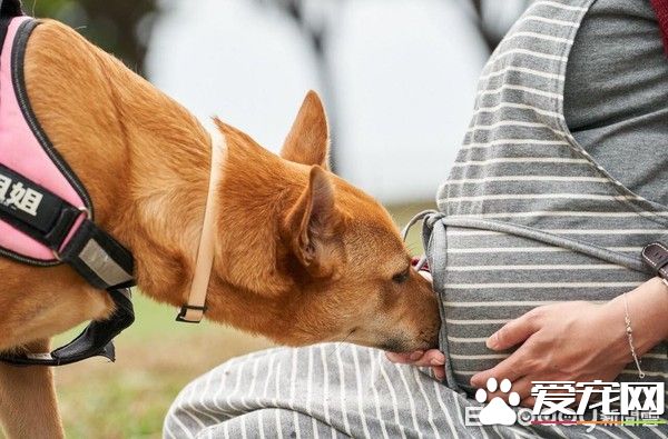 超温馨！怀孕养宠没问题 狗姐姐暖心爱宝宝