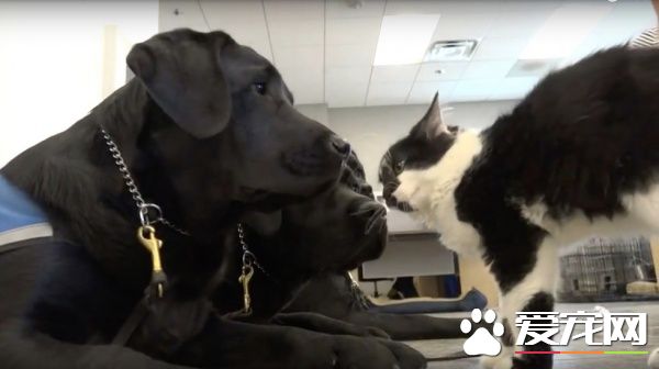 超霸气的助理猫咪 给狗狗上课成为狗狗班长