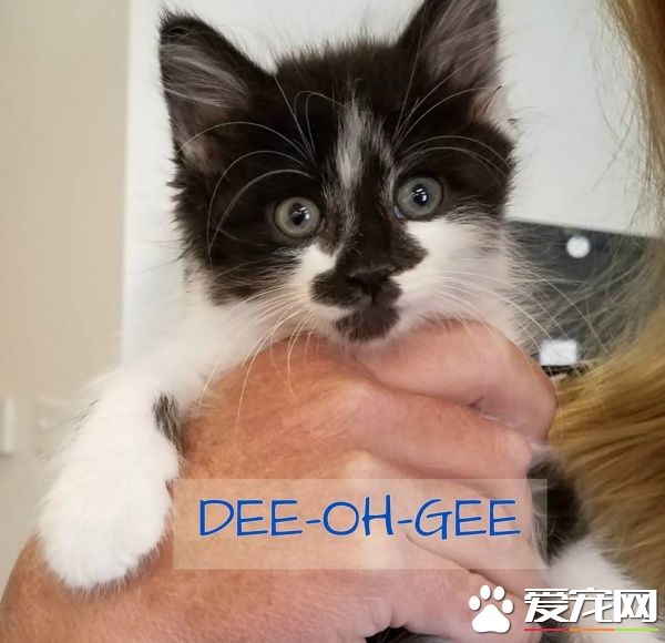 超霸气的助理猫咪 给狗狗上课成为狗狗班长