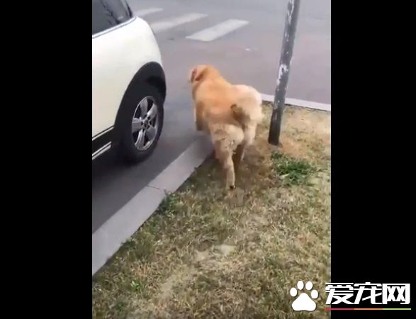 胖胖毛小孩超可爱   可爱的同时不能忘记健康隐患