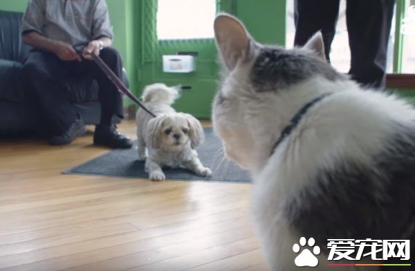 超专业的房仲猫咪 不仅接待客人还会陪签约