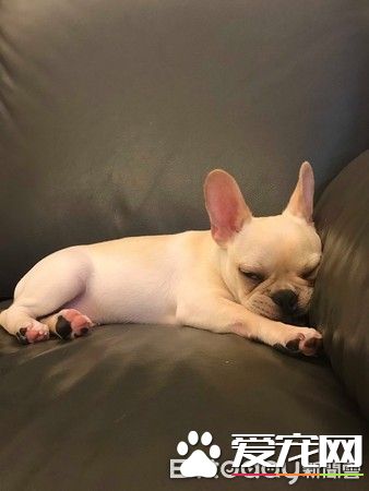 超可爱小法斗碰床瞬间晕倒 充电1秒起来继续嗨