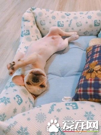 超可爱小法斗碰床瞬间晕倒 充电1秒起来继续嗨