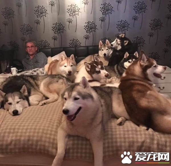 多宠家庭是怎样的光景？一起看看他们的热闹生活