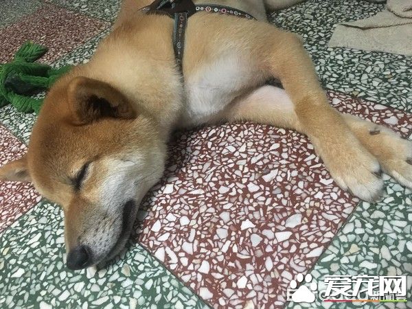 超可爱狗狗 被阿嬷溺宠舍身陪睡地板