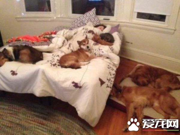 多宠家庭是怎样的光景？一起看看他们的热闹生活