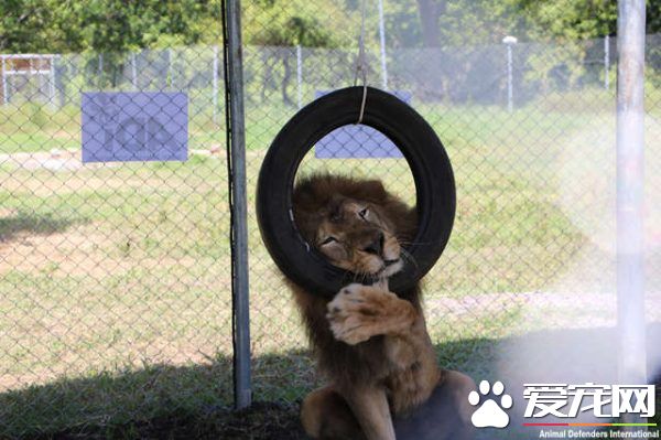 马戏团狮子被不人道对待 获救后开心渐露自然天性
