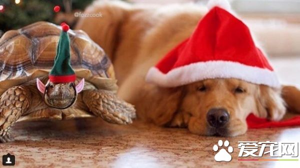 受欺负的小乌龟被收编后 遇见一辈子的友谊