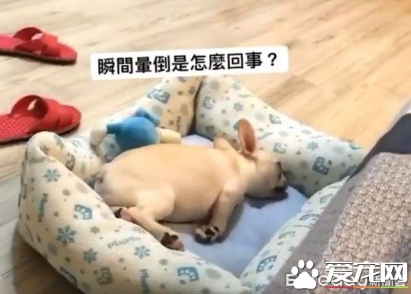 超可爱小法斗碰床瞬间晕倒 充电1秒起来继续嗨