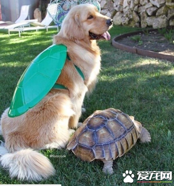 受欺负的小乌龟被收编后 遇见一辈子的友谊