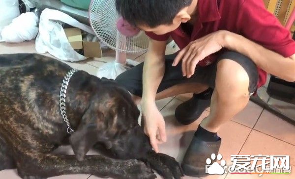 狗狗偷吃被训话 一脸超无辜硬挤泪珠