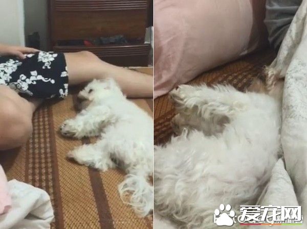 戏精狗狗戏看太多 自学会剑砍装死桥段