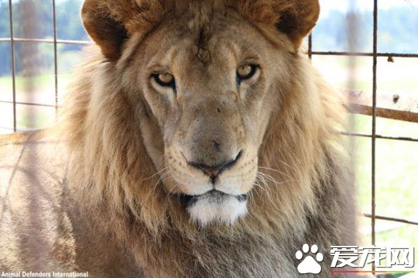 马戏团狮子被不人道对待 获救后开心渐露自然天性