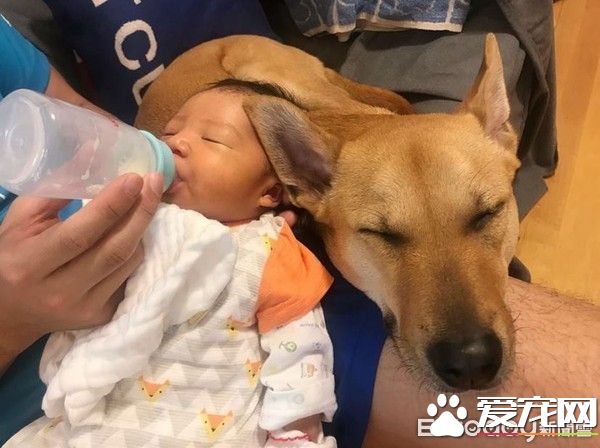 超温馨！怀孕养宠没问题 狗姐姐暖心爱宝宝