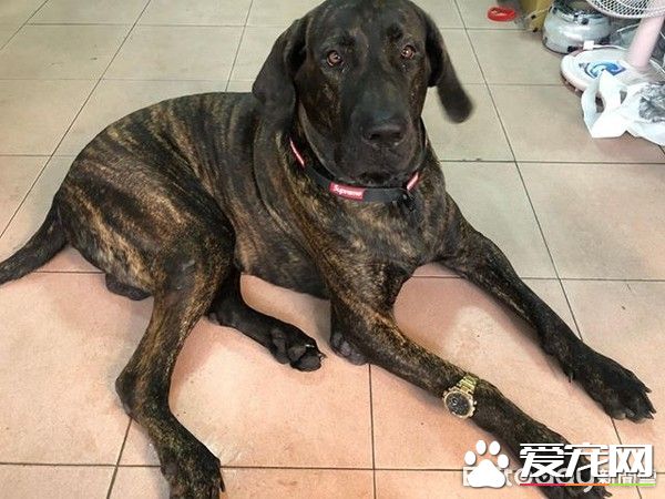 狗狗偷吃被训话 一脸超无辜硬挤泪珠