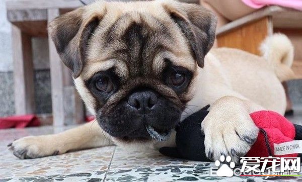 爱撒娇爱耍帅的公犬闪电 看见美女狂讨亲亲