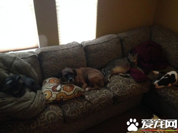 多宠家庭是怎样的光景？一起看看他们的热闹生活