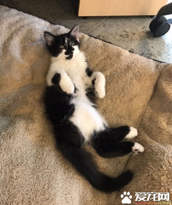 超霸气的助理猫咪 给狗狗上课成为狗狗班长