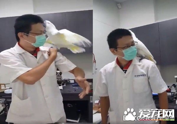 小霸王鹦鹉医院检查秒变样 超级乖还会撒娇