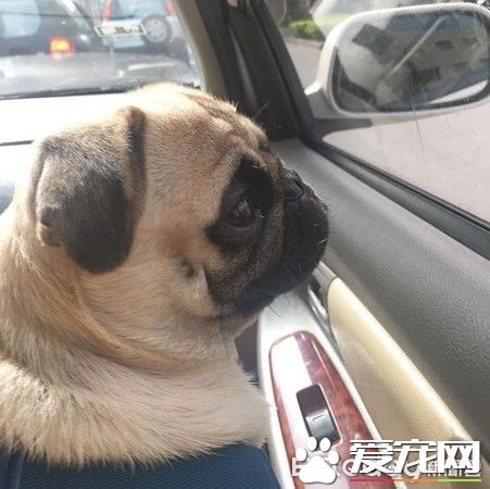 爱撒娇爱耍帅的公犬闪电 看见美女狂讨亲亲