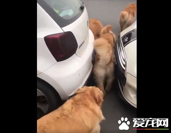 胖胖毛小孩超可爱   可爱的同时不能忘记健康隐患