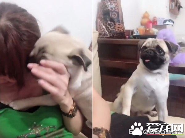 爱撒娇爱耍帅的公犬闪电 看见美女狂讨亲亲