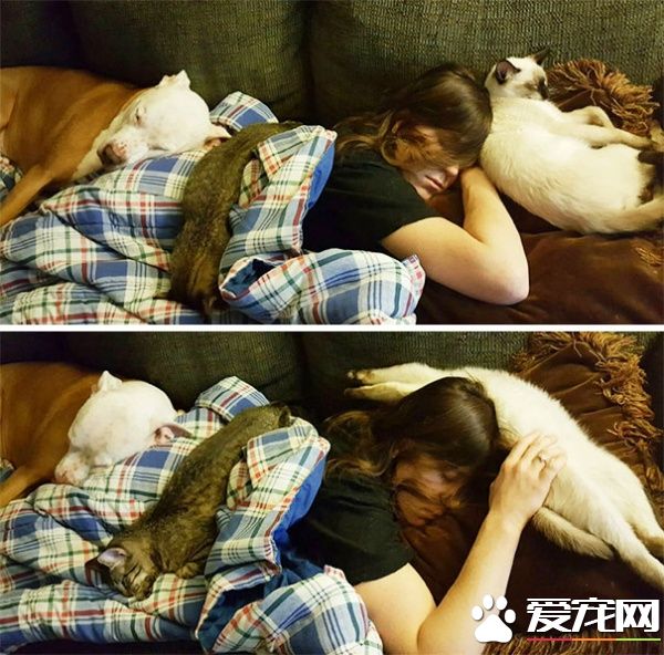 多宠家庭是怎样的光景？一起看看他们的热闹生活