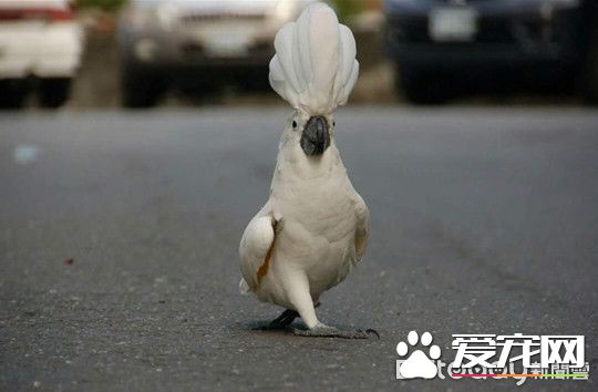 小霸王鹦鹉医院检查秒变样 超级乖还会撒娇