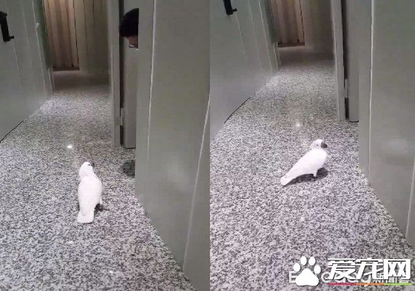 小霸王鹦鹉医院检查秒变样 超级乖还会撒娇