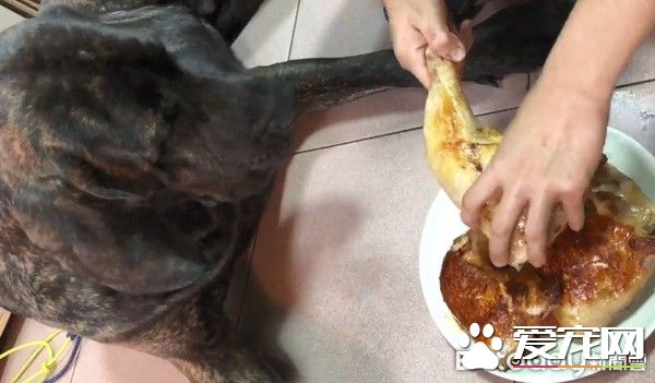 狗狗偷吃被训话 一脸超无辜硬挤泪珠