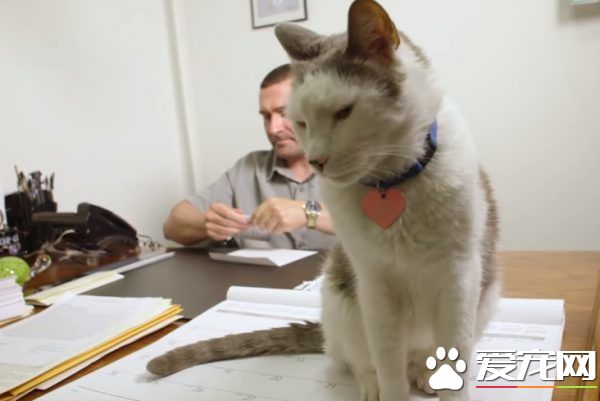 超专业的房仲猫咪 不仅接待客人还会陪签约