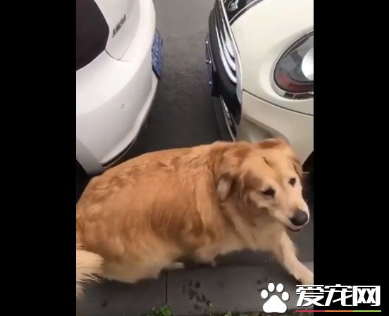 胖胖毛小孩超可爱   可爱的同时不能忘记健康隐患