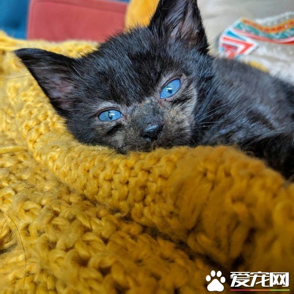 小黑猫因潮湿掉毛 新长毛后竟变身灰脸猫