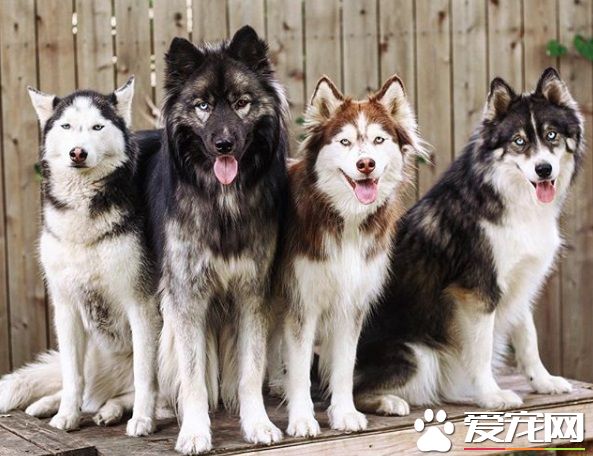 蝴蝶不请自来脸上蹭蹭 萌犬哈士奇超傻眼