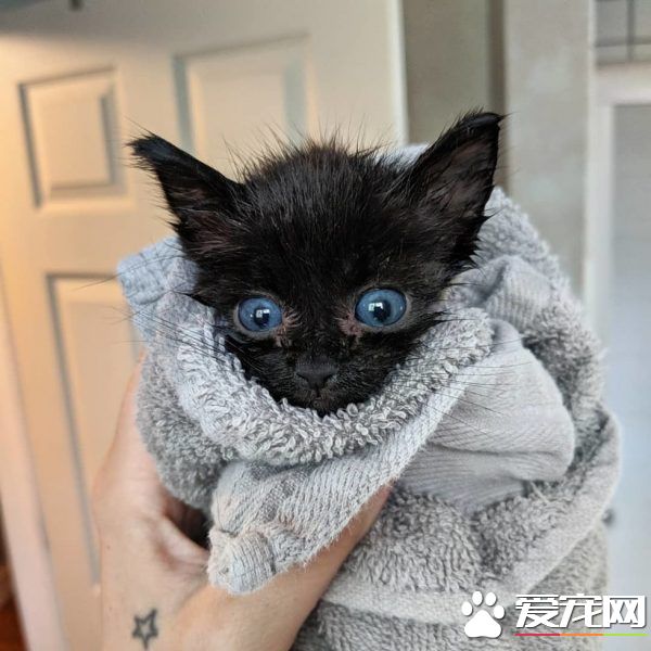 小黑猫因潮湿掉毛 新长毛后竟变身灰脸猫