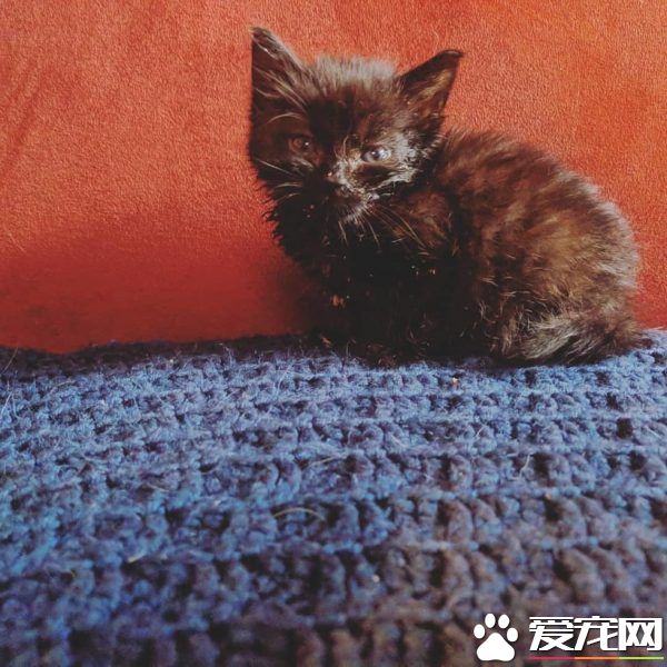 小黑猫因潮湿掉毛 新长毛后竟变身灰脸猫